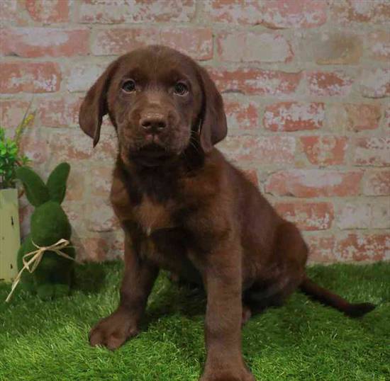 Tucker
