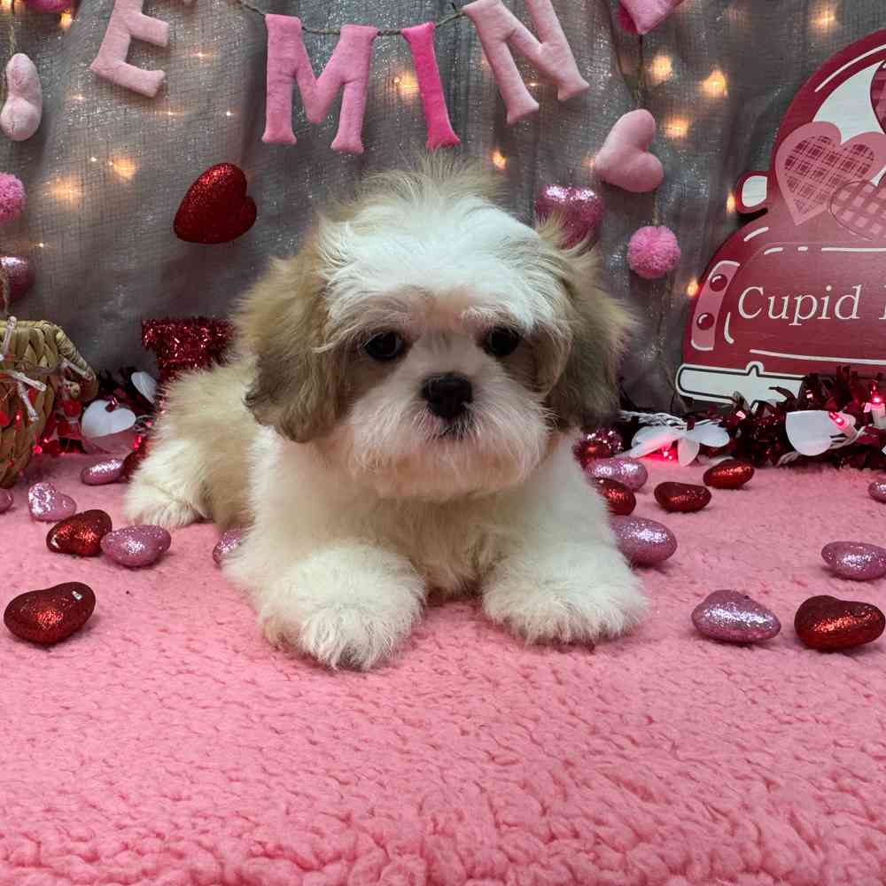 carousel pet images