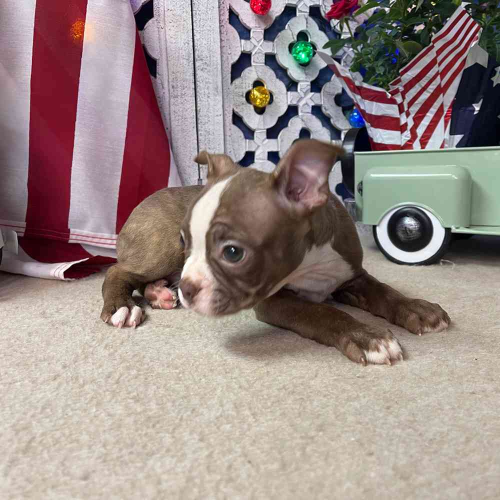 carousel pet images