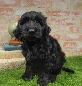 Mini Goldendoodle