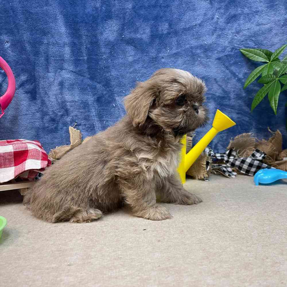 carousel pet images