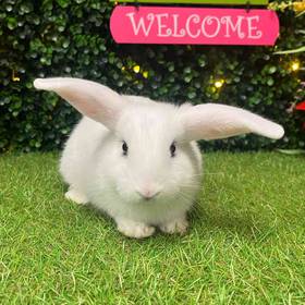 Flemish Giant Holland Lop Mix