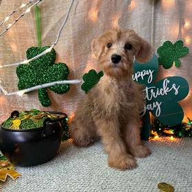 Schnoodle