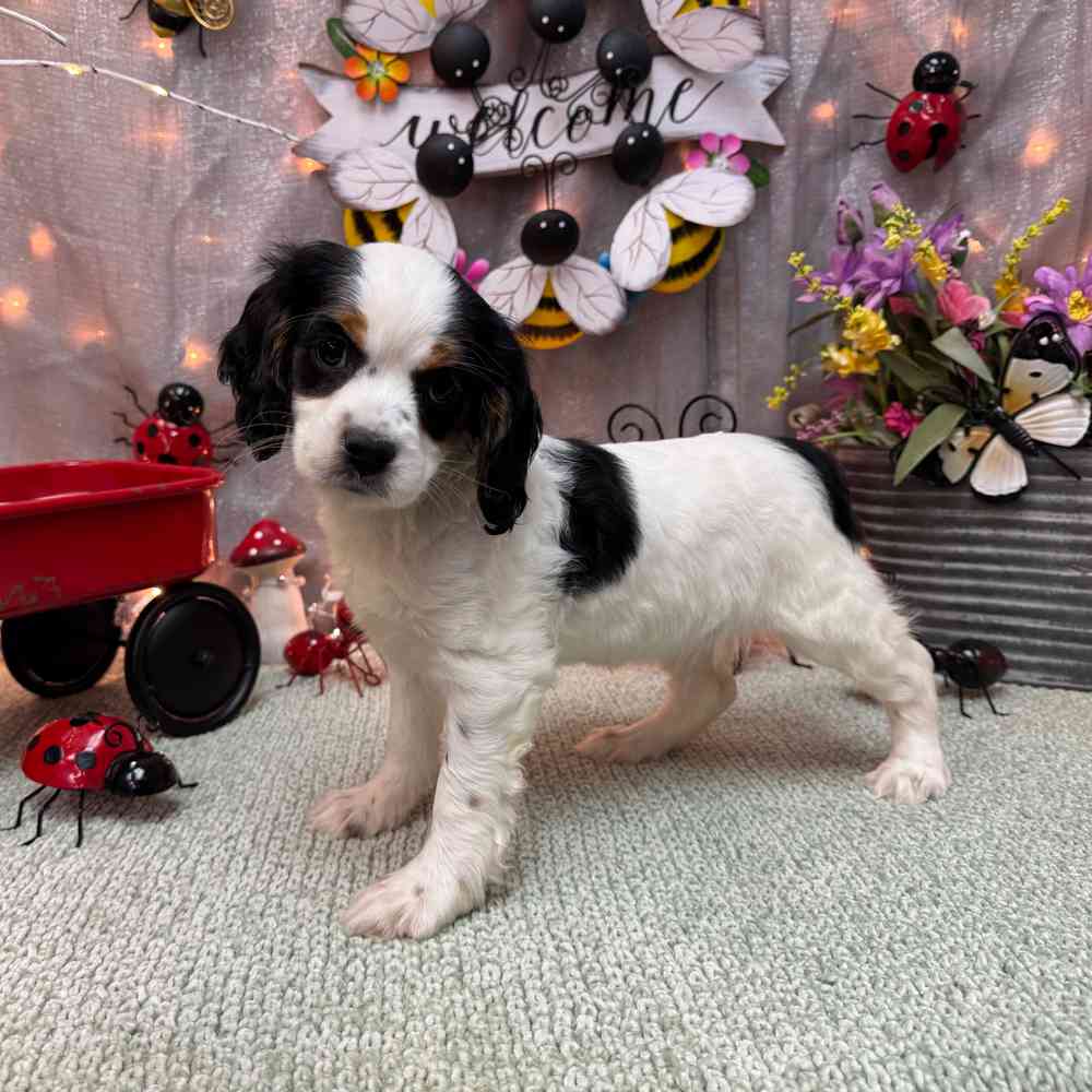 carousel pet images