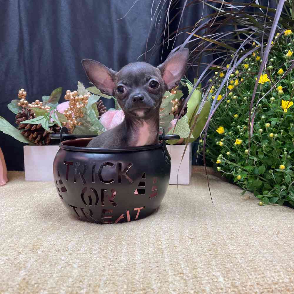 carousel pet images