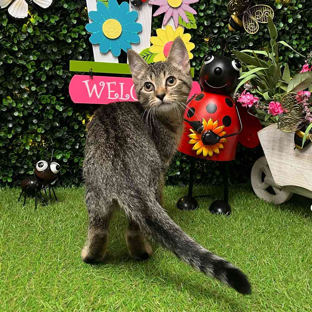 carousel pet images