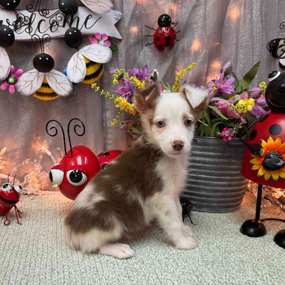 carousel pet images