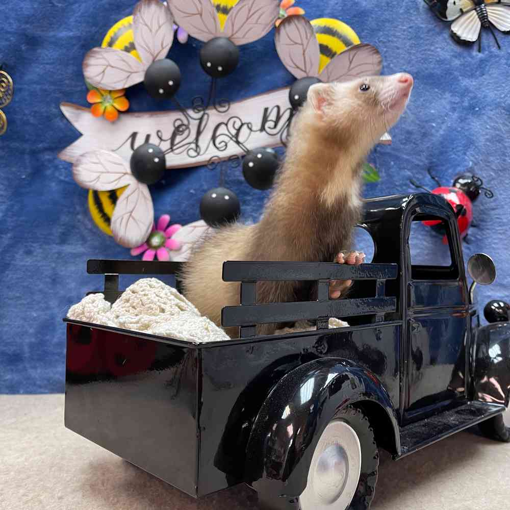 carousel pet images