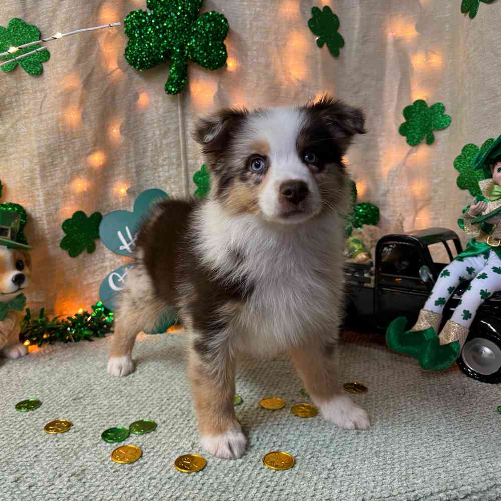 carousel pet images