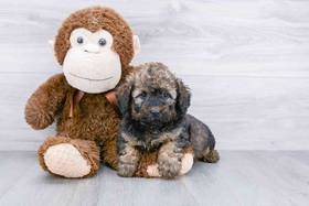 Mini Bernedoodle