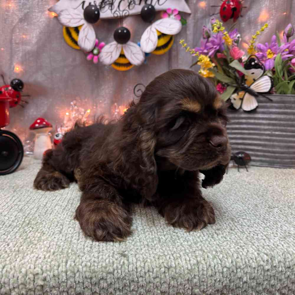 carousel pet images