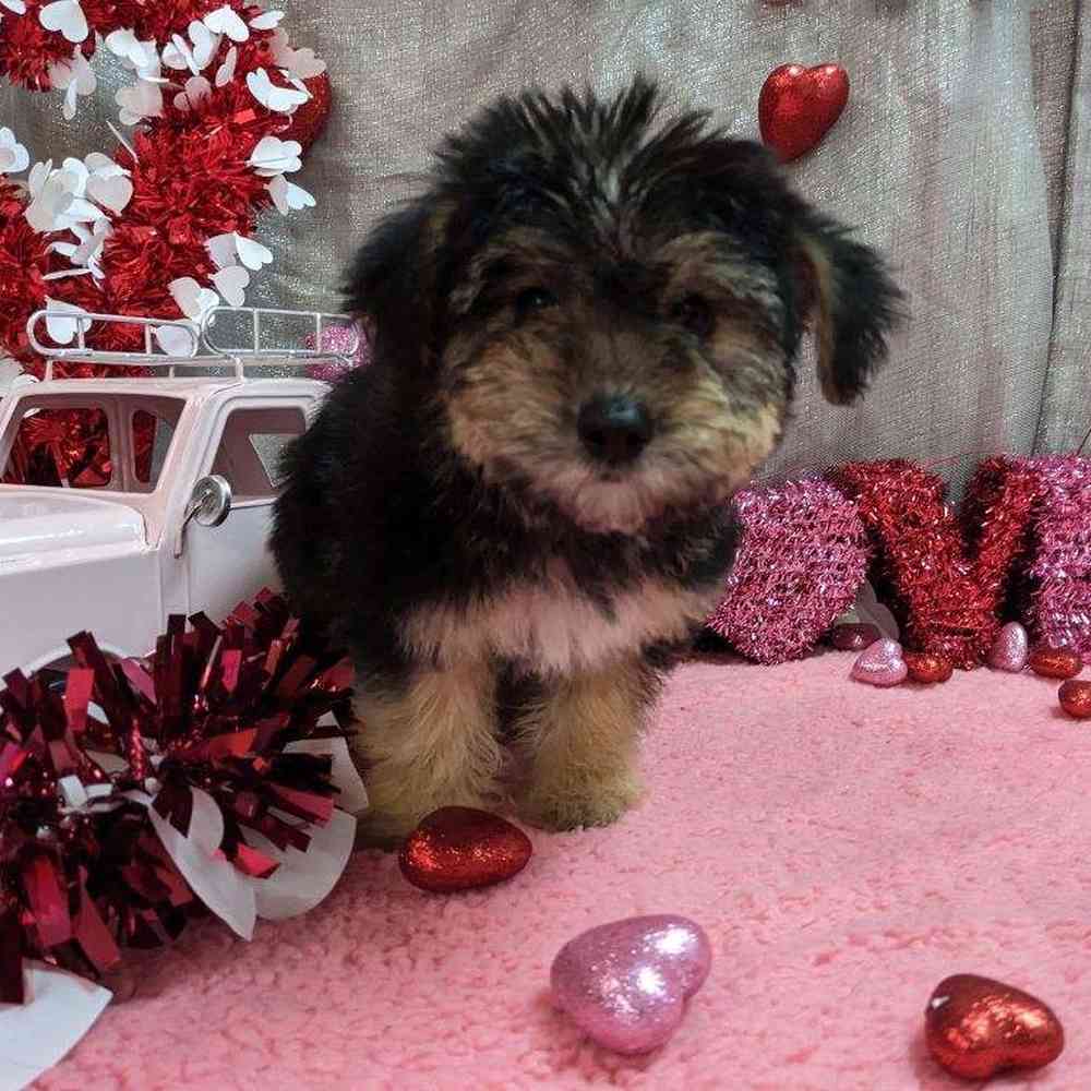 carousel pet images
