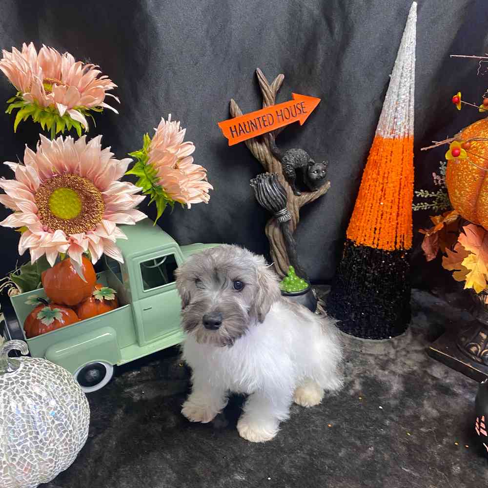 carousel pet images