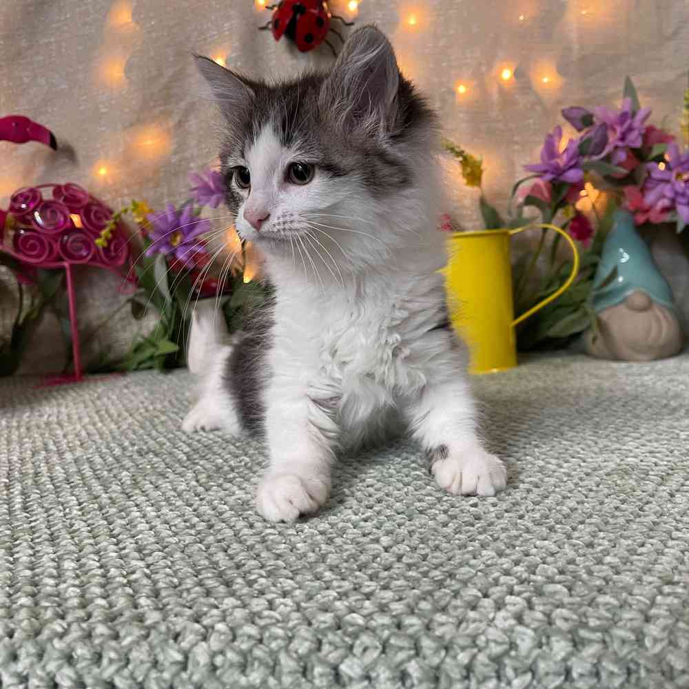 carousel pet images