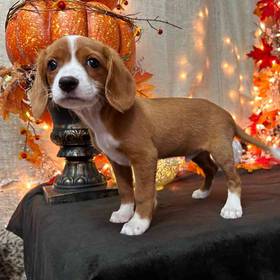 Beaglier