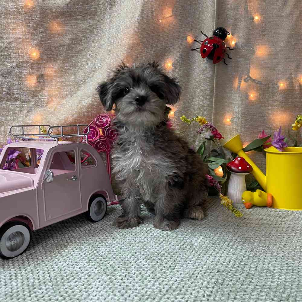 carousel pet images