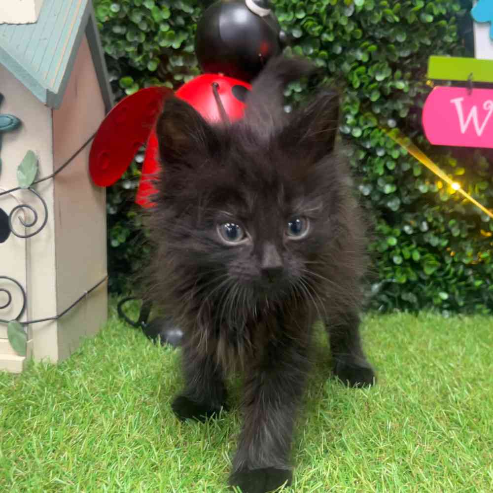 Image of a pet breed in the gallery