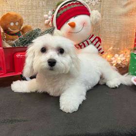 Bichon