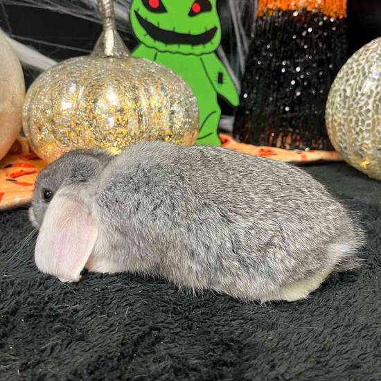 Holland Lop