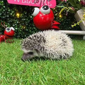 Hedgehog