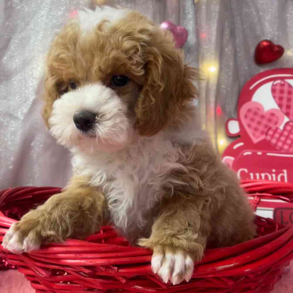 carousel pet images