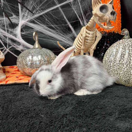 Flemish Giant Holland Lop Mix
