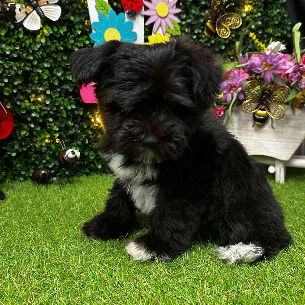 carousel pet images