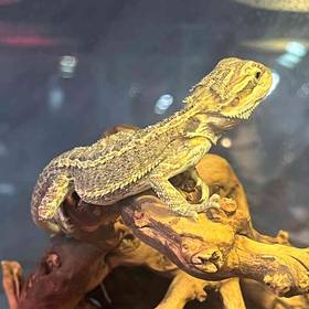 Bearded Dragon
