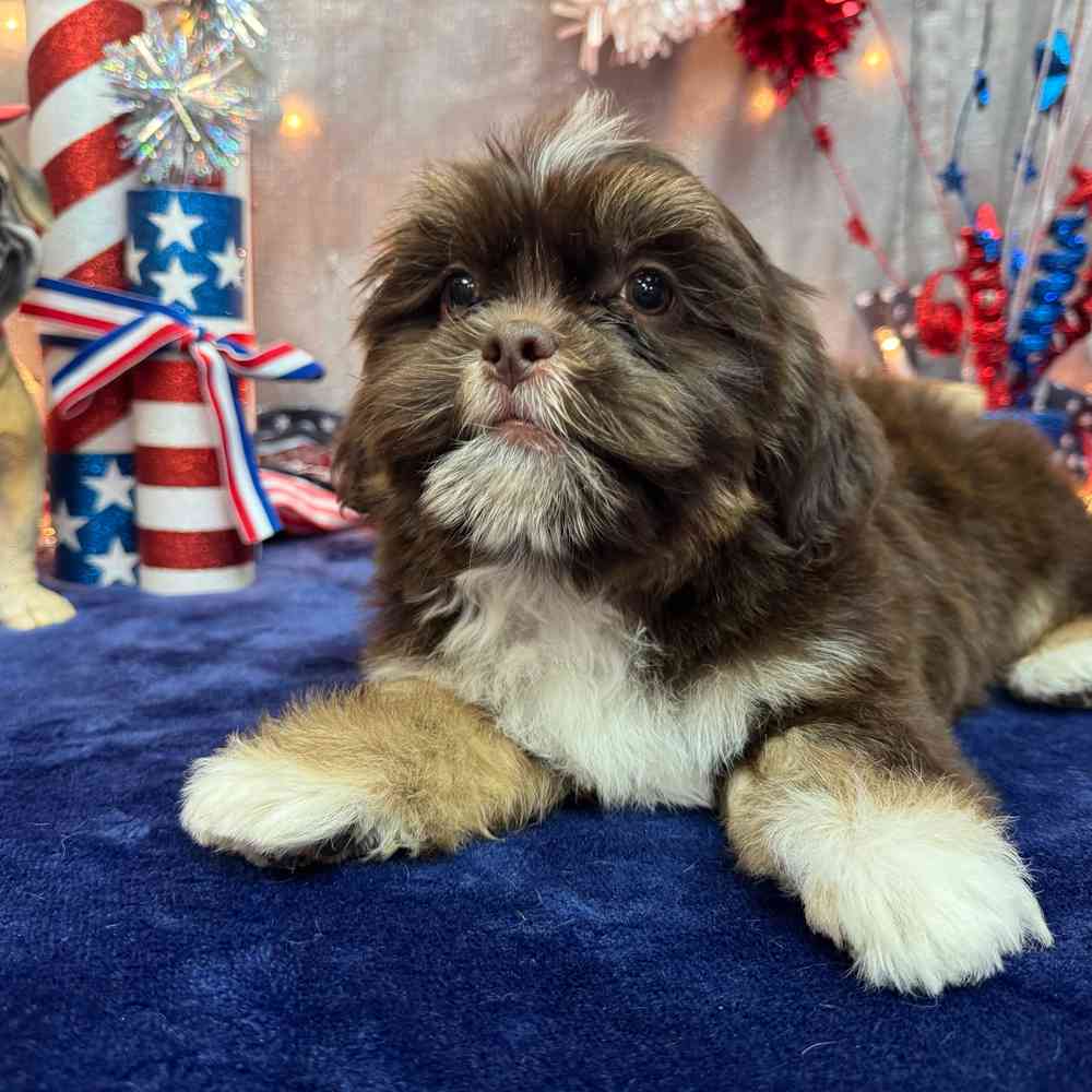 carousel pet images