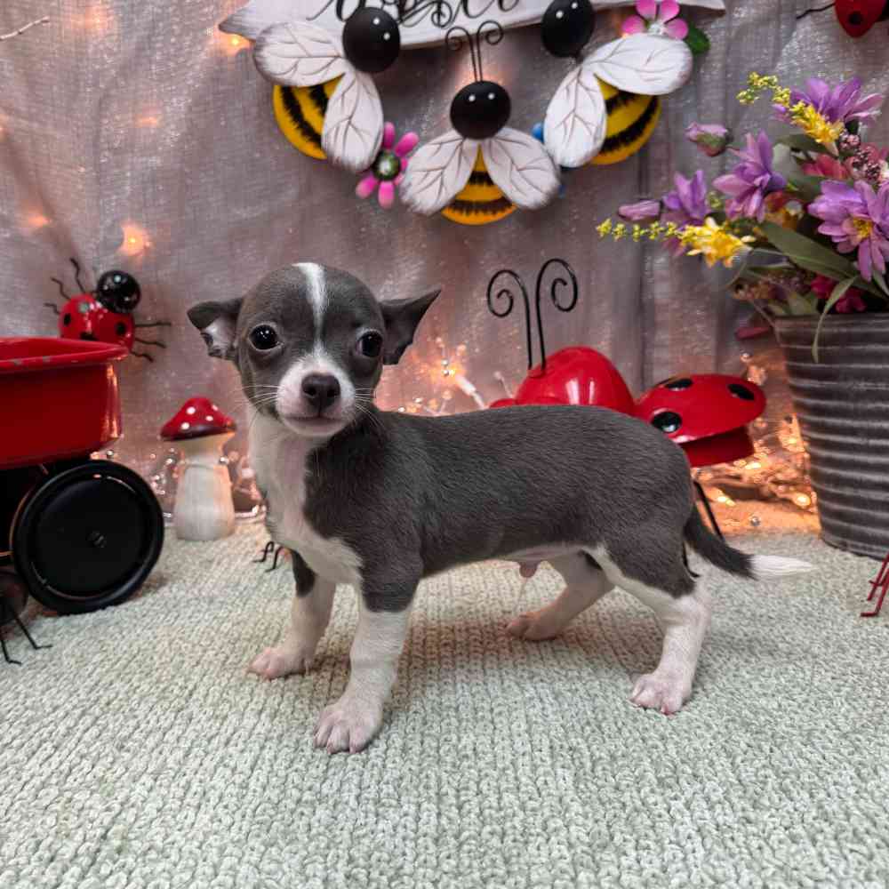 carousel pet images