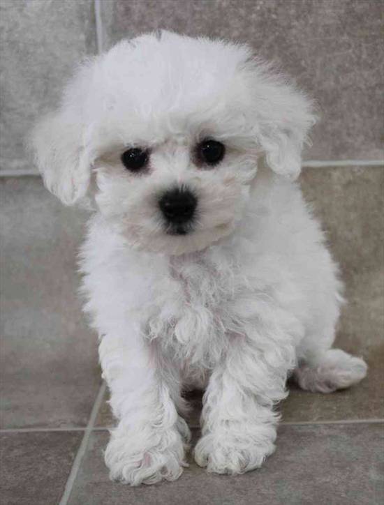 Bichon