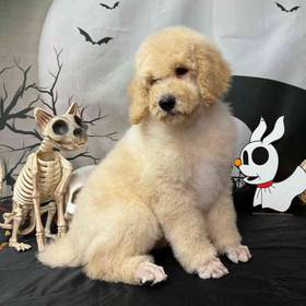 Standard Poodle