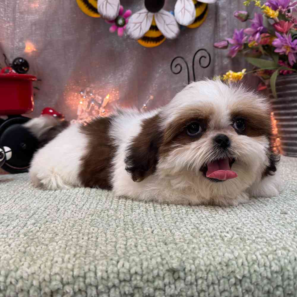 carousel pet images