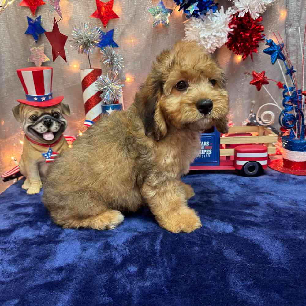 carousel pet images