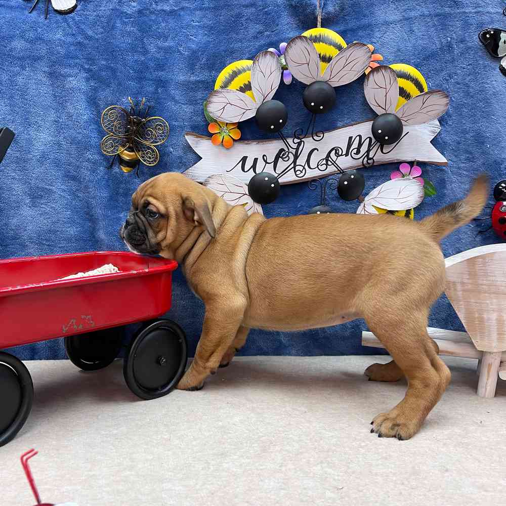 carousel pet images