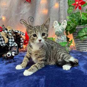 Domestic Kitten