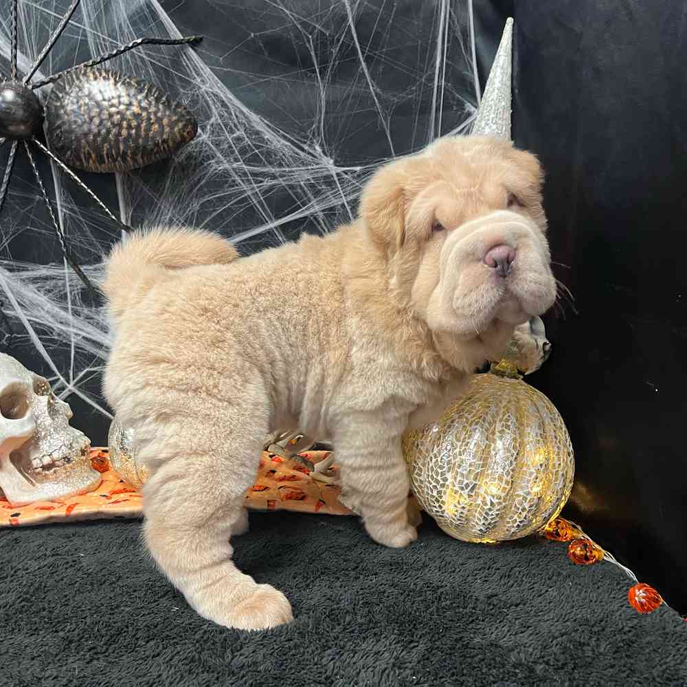 carousel pet images