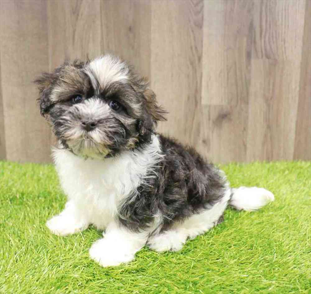 Image of a pet breed in the gallery