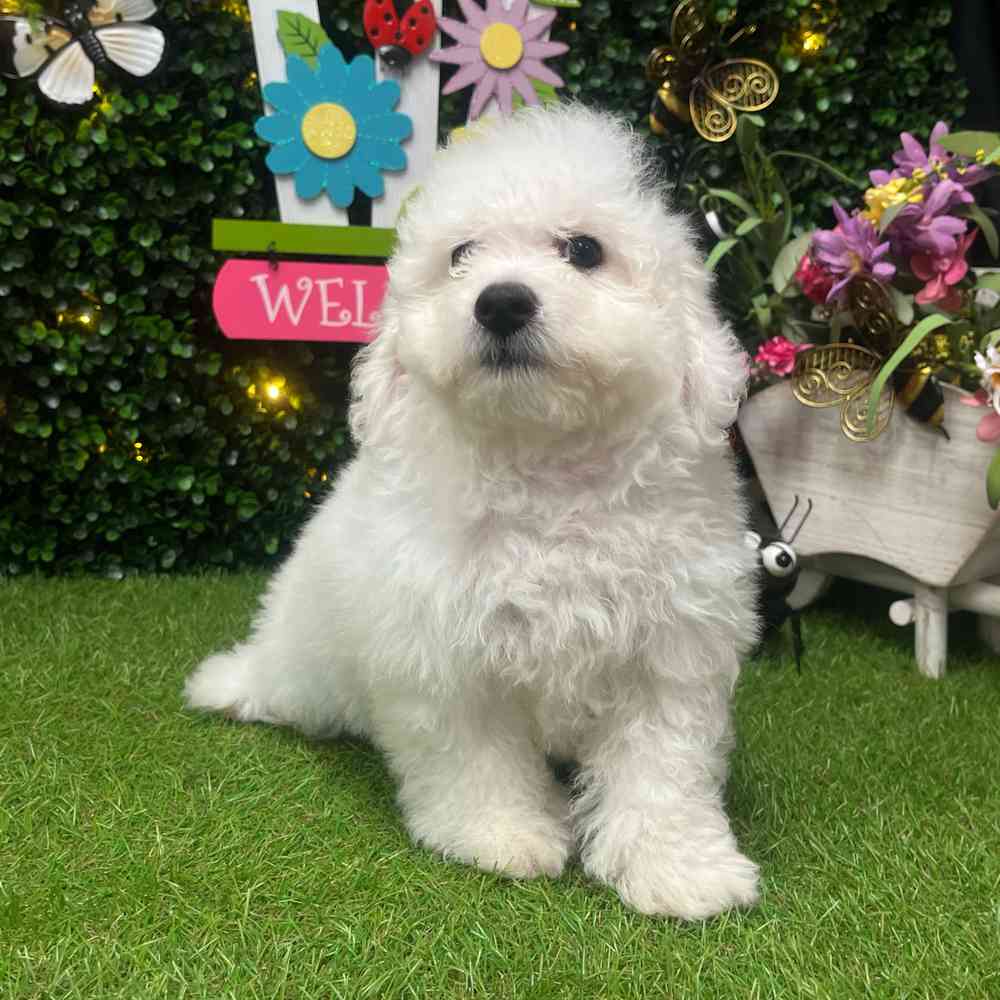 Image of a pet breed in the gallery