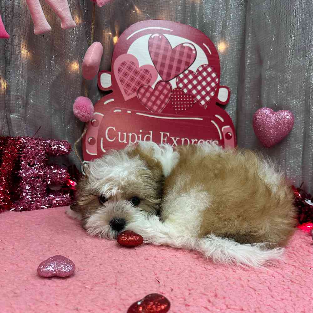 carousel pet images