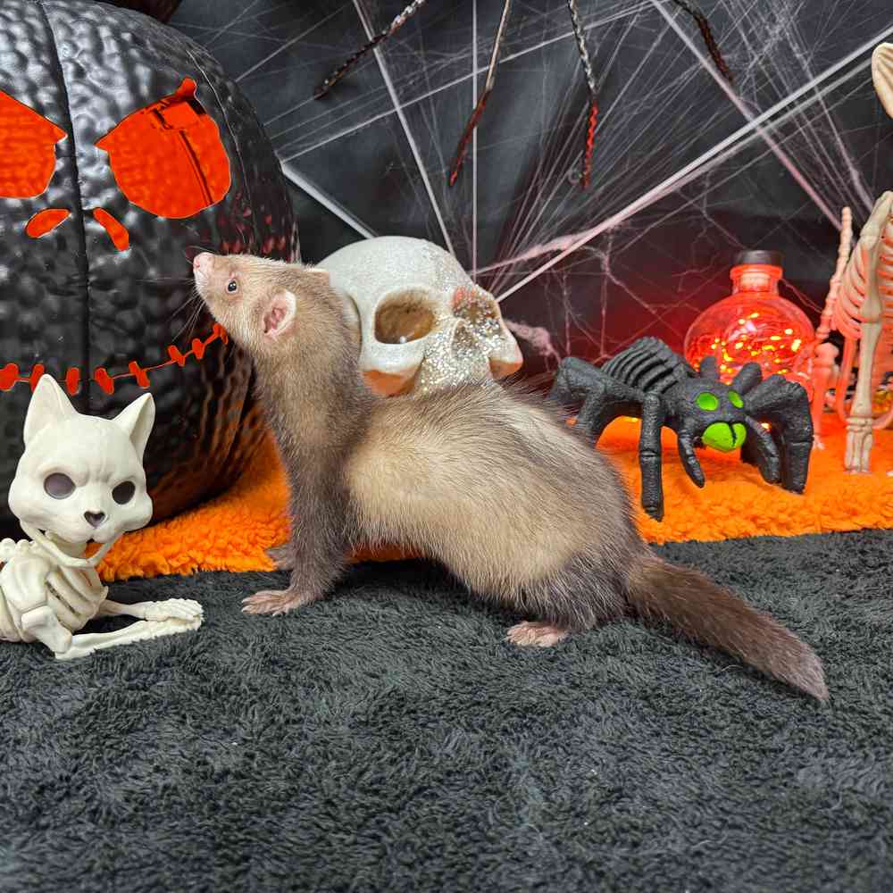 carousel pet images