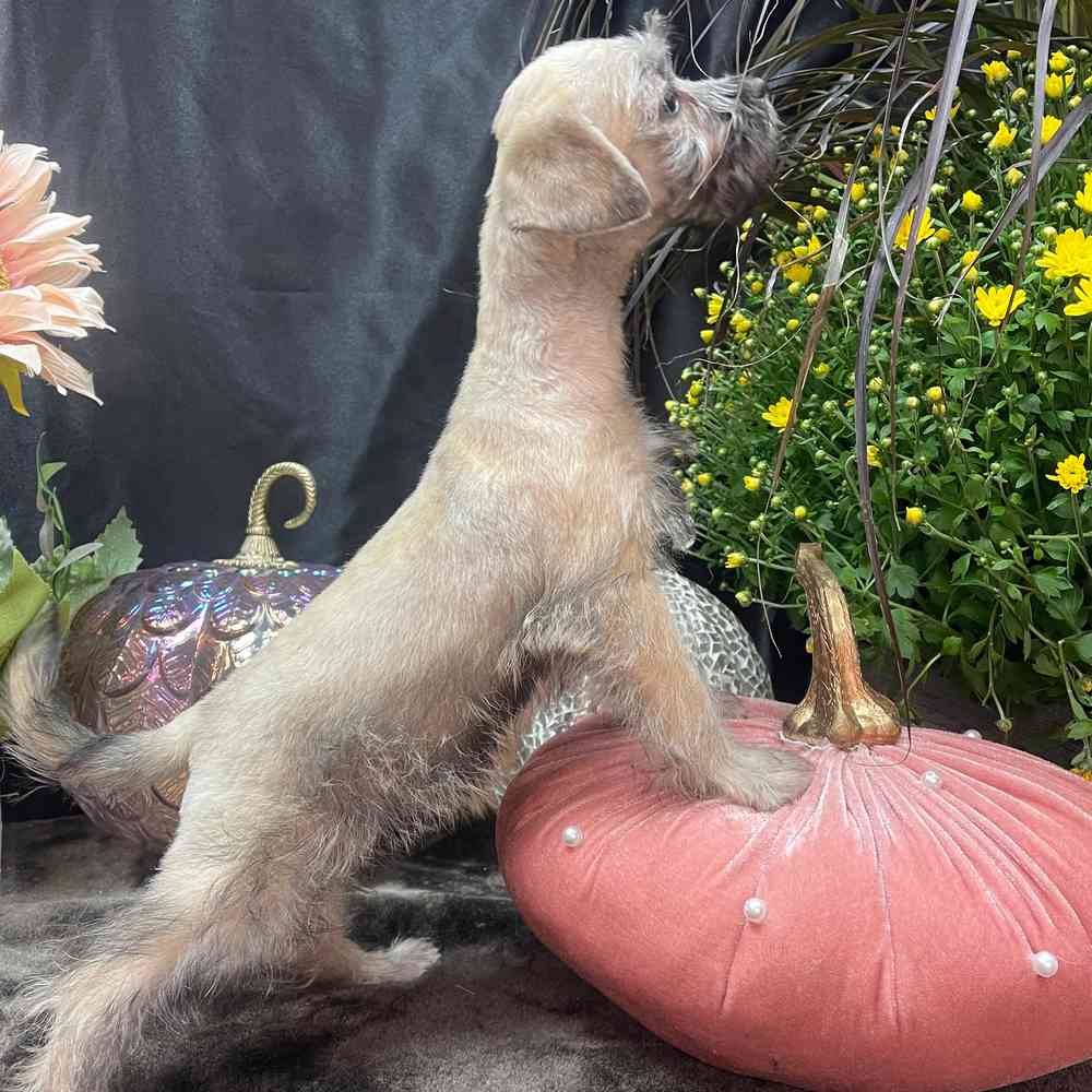 carousel pet images
