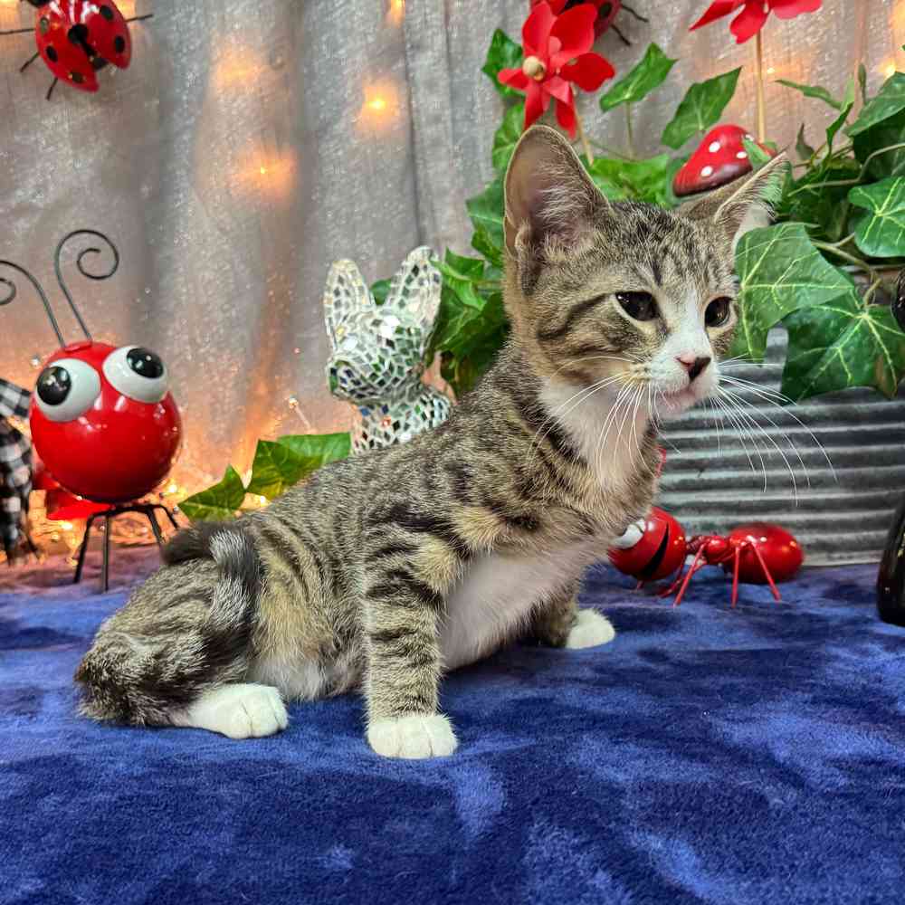 carousel pet images