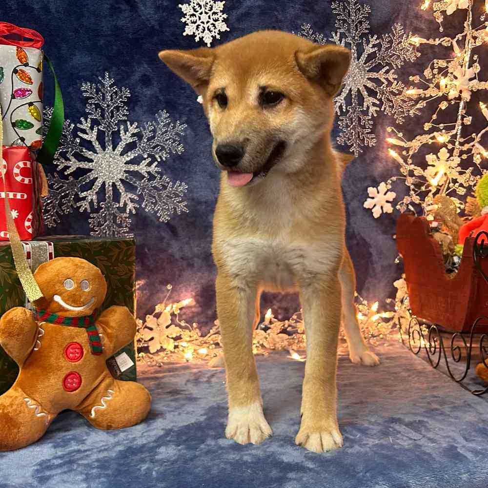 carousel pet images