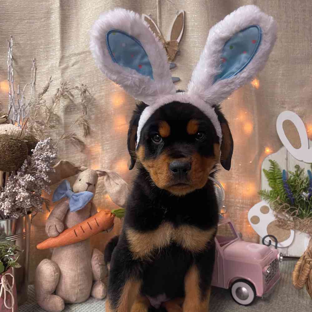 carousel pet images