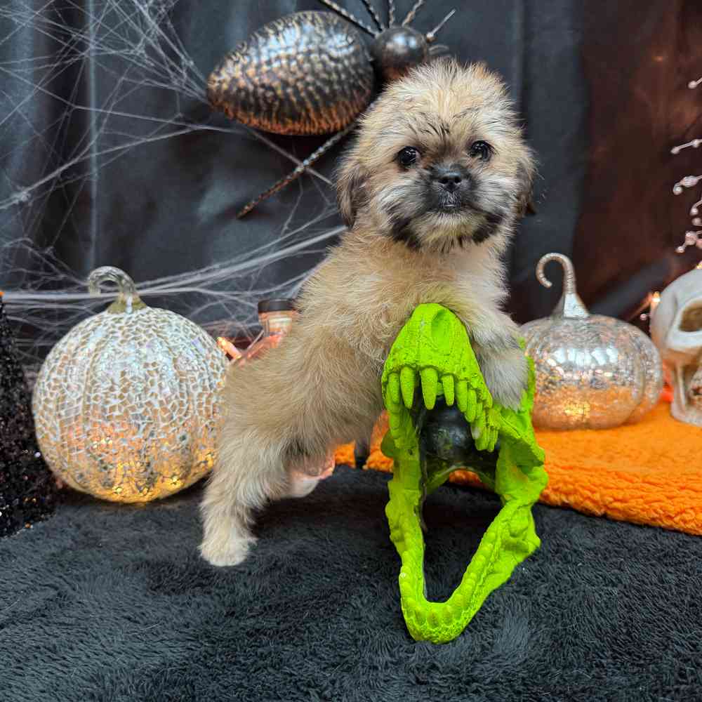 carousel pet images