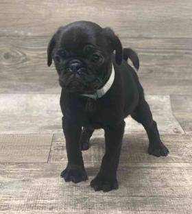 Pug