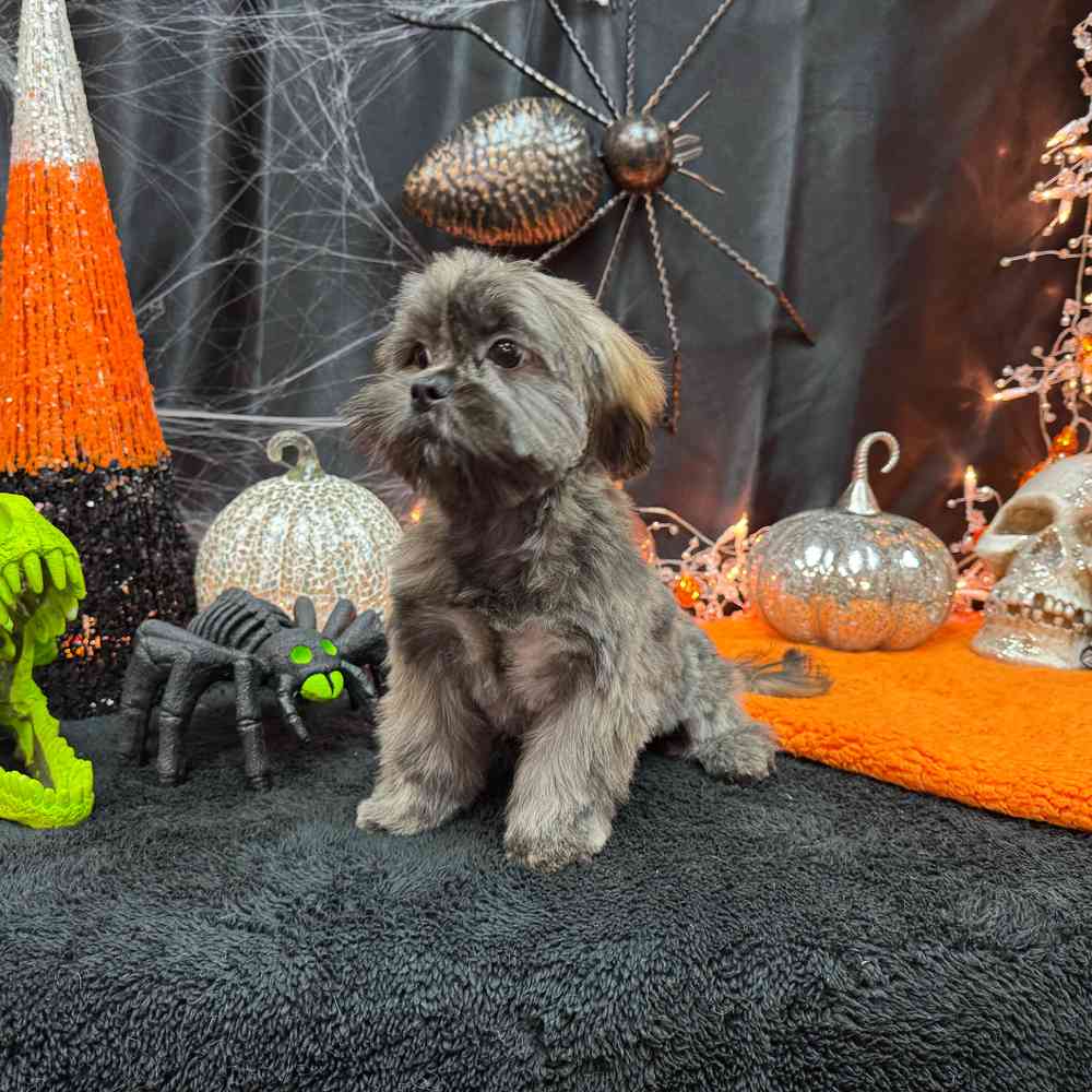 carousel pet images
