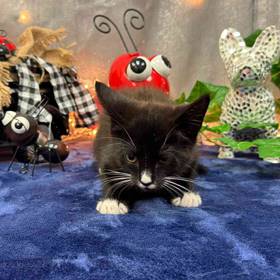 Domestic Kitten