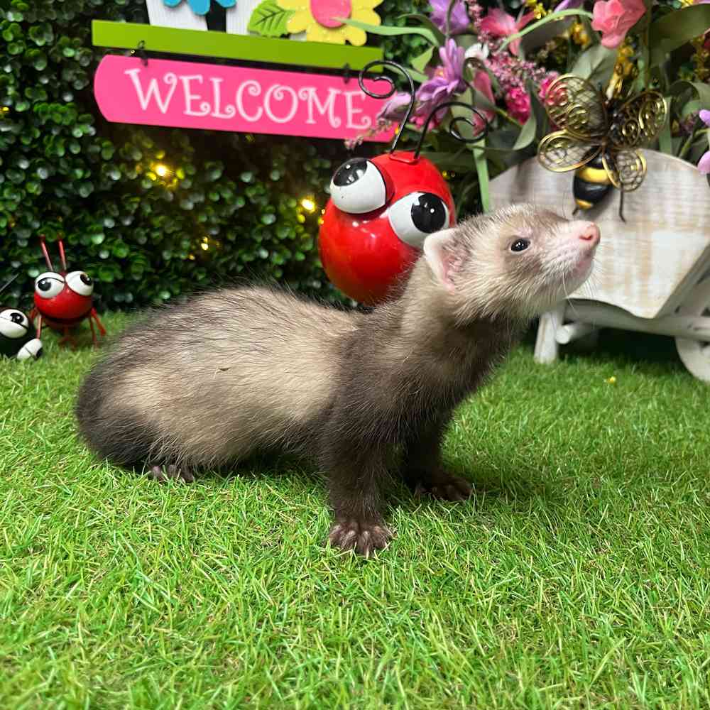 carousel pet images